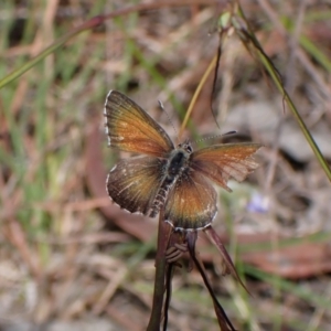 Neolucia agricola at Cook, ACT - 20 Dec 2022