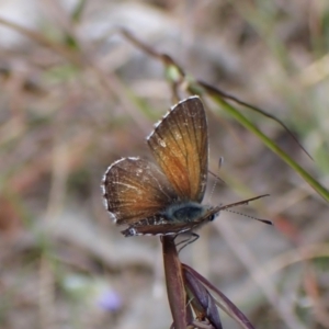 Neolucia agricola at Cook, ACT - 20 Dec 2022