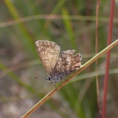 Neolucia agricola (Fringed Heath-blue) at Aranda Bushland - 20 Dec 2022 by CathB