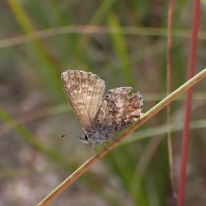 Neolucia agricola at Molonglo Valley, ACT - 20 Dec 2022