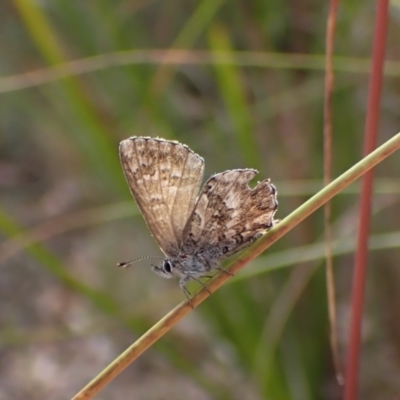Neolucia agricola (Fringed Heath-blue) at Molonglo Valley, ACT - 20 Dec 2022 by CathB