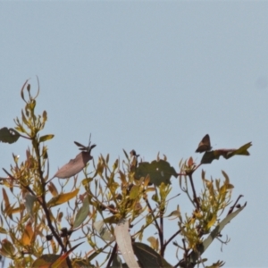 Acrodipsas aurata at Red Hill, ACT - suppressed