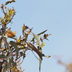 Acrodipsas aurata at Red Hill, ACT - suppressed