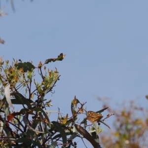 Acrodipsas aurata at Red Hill, ACT - suppressed