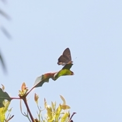 Acrodipsas aurata at Red Hill, ACT - suppressed