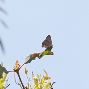 Acrodipsas aurata at Red Hill, ACT - suppressed