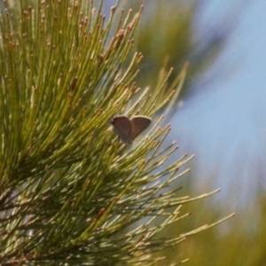 Acrodipsas aurata at Red Hill, ACT - 21 Dec 2022