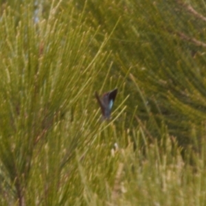 Hypochrysops delicia at Red Hill, ACT - 21 Dec 2022