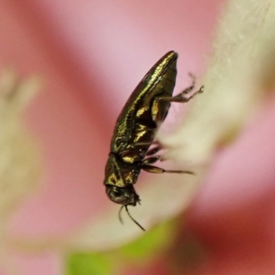 Aaaaba fossicollis (Raspberry jewel beetle) at Cook, ACT - 17 Dec 2022 by CathB