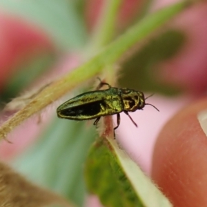 Aaaaba fossicollis at Cook, ACT - 17 Dec 2022