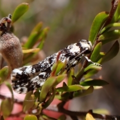 Lichenaula lichenea (Lichenaula lichenea) at Mount Painter - 19 Dec 2022 by CathB