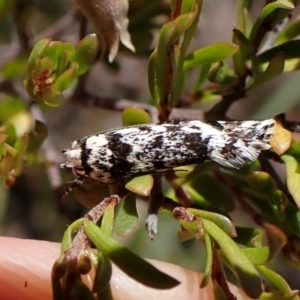 Lichenaula lichenea at Cook, ACT - 19 Dec 2022