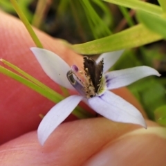 Glyphipterix perimetalla (Five-bar Sedge-moth) at Mount Painter - 19 Dec 2022 by CathB