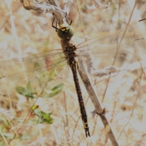 Anax papuensis at Coree, ACT - 20 Dec 2022