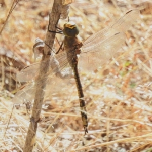 Anax papuensis at Coree, ACT - 20 Dec 2022