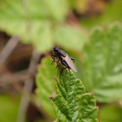 Unverified Other true fly at Cook, ACT - 17 Dec 2022 by CathB