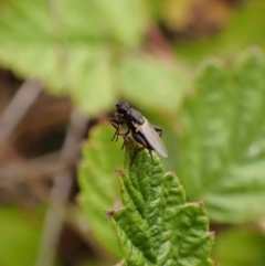 Unidentified Other true fly at Mount Painter - 17 Dec 2022 by CathB