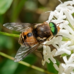 Copidapha maculiventris (March fly) at Paddys River, ACT - 10 Dec 2022 by DPRees125