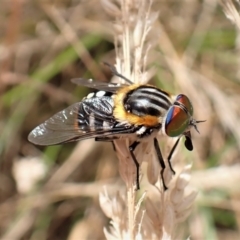 Scaptia (Scaptia) auriflua (A flower-feeding march fly) at Aranda Bushland - 14 Dec 2022 by CathB