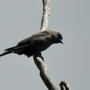 Artamus cyanopterus at Bungonia, NSW - 8 Nov 2022