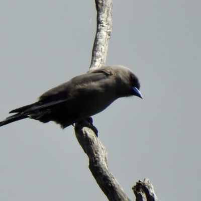 Artamus cyanopterus cyanopterus (Dusky Woodswallow) at Bungonia State Conservation Area - 7 Nov 2022 by GlossyGal