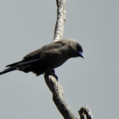 Artamus cyanopterus (Dusky Woodswallow) at Bungonia, NSW - 7 Nov 2022 by GlossyGal