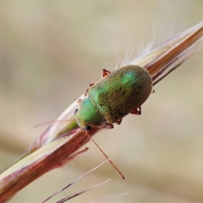 Edusella puberula (Leaf beetle) at Aranda Bushland - 14 Dec 2022 by CathB
