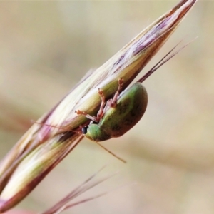 Edusella puberula at Cook, ACT - 14 Dec 2022