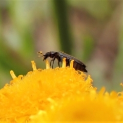 Dasytinae (subfamily) at Cook, ACT - 17 Dec 2022