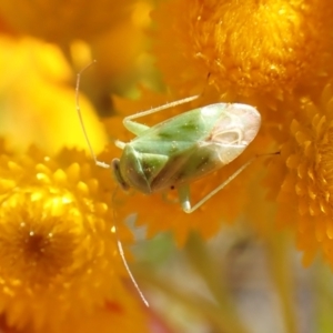 Miridae (family) at Cook, ACT - 17 Dec 2022 03:27 PM