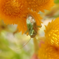 Miridae (family) at Cook, ACT - 17 Dec 2022