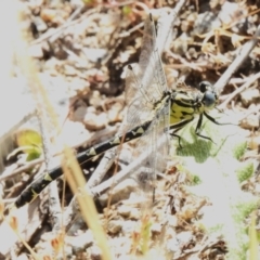 Hemigomphus sp. (genus) (Vicetail) at Coree, ACT - 20 Dec 2022 by JohnBundock