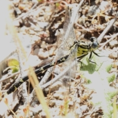 Hemigomphus sp. (genus) (Vicetail) at Woodstock Nature Reserve - 19 Dec 2022 by JohnBundock