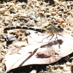 Hemigomphus sp. (genus) at Woodstock Nature Reserve - 20 Dec 2022 10:00 AM