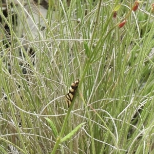 Tanyzancla argutella at Bungonia, NSW - 8 Nov 2022 10:18 AM