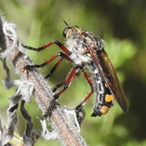 Chrysopogon muelleri at Coree, ACT - 20 Dec 2022 10:10 AM