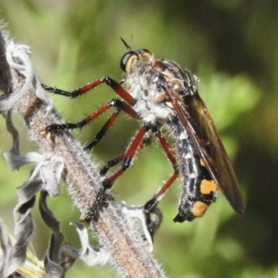 Chrysopogon muelleri (Robber fly) at Coree, ACT - 19 Dec 2022 by JohnBundock