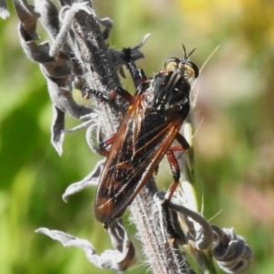 Chrysopogon muelleri at Coree, ACT - 20 Dec 2022 10:10 AM