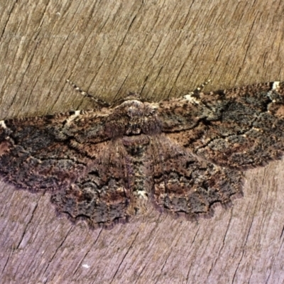 Pholodes sinistraria (Sinister or Frilled Bark Moth) at Cook, ACT - 14 Dec 2022 by CathB