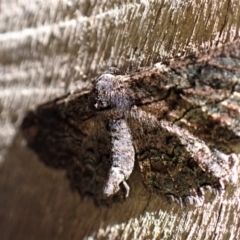 Pholodes sinistraria at Cook, ACT - suppressed