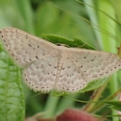 Idaea philocosma (Flecked Wave) at Molonglo Valley, ACT - 14 Dec 2022 by CathB