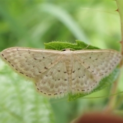 Idaea philocosma at Molonglo Valley, ACT - 14 Dec 2022