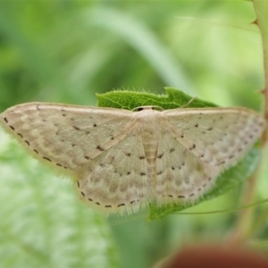 Idaea philocosma at Molonglo Valley, ACT - 14 Dec 2022