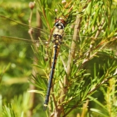 Hemicordulia tau (Tau Emerald) at Coree, ACT - 20 Dec 2022 by JohnBundock