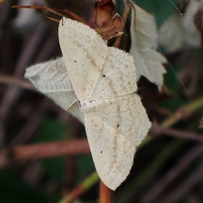 Scopula perlata (Cream Wave) at Aranda Bushland - 14 Dec 2022 by CathB