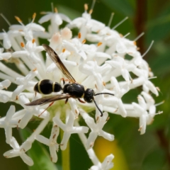 Eumeninae (subfamily) (Unidentified Potter wasp) at Tidbinbilla Nature Reserve - 10 Dec 2022 by DPRees125