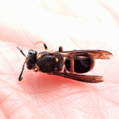 Paralastor sp. (genus) (Potter Wasp) at Mount Painter - 14 Dec 2022 by CathB