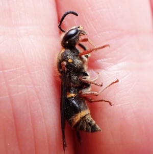 Paralastor sp. (genus) at Cook, ACT - 14 Dec 2022