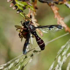 Daptolestes sp. (genus) (Robber Fly) at Paddys River, ACT - 10 Dec 2022 by DPRees125