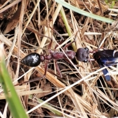 Myrmecia simillima (A Bull Ant) at Cook, ACT - 14 Dec 2022 by CathB